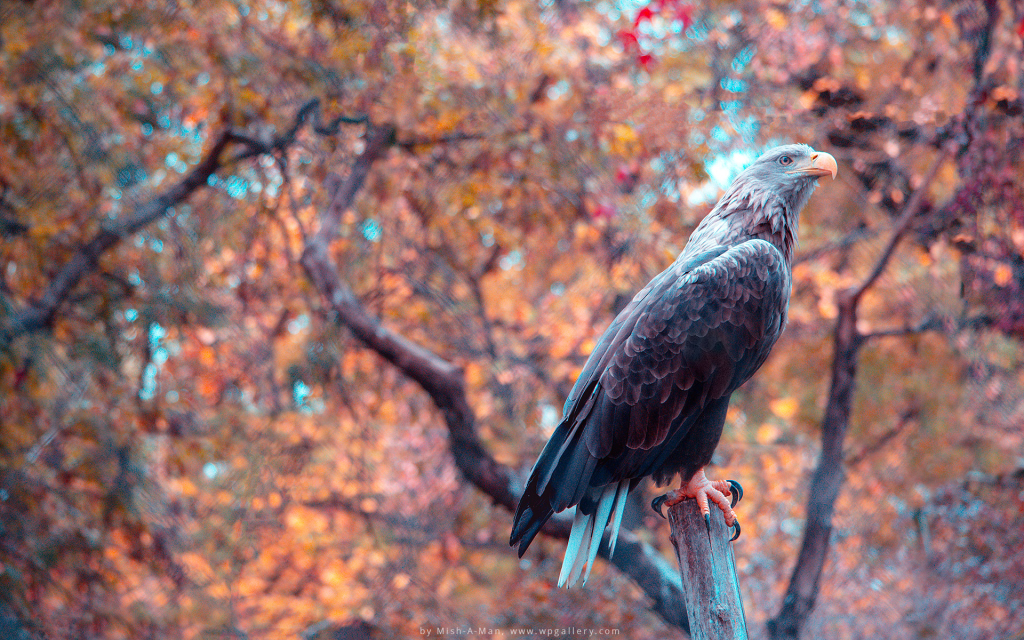 Autumn Eagle for 1024 x 640 widescreen resolution