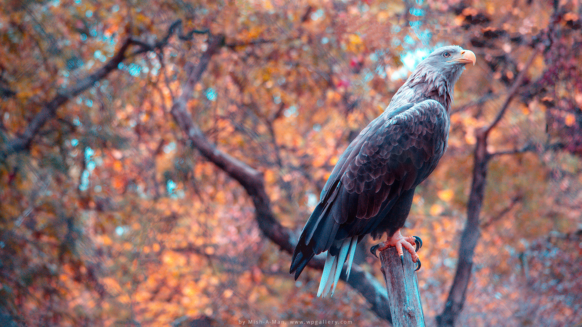 Autumn Eagle for 1920 x 1080 HDTV 1080p resolution