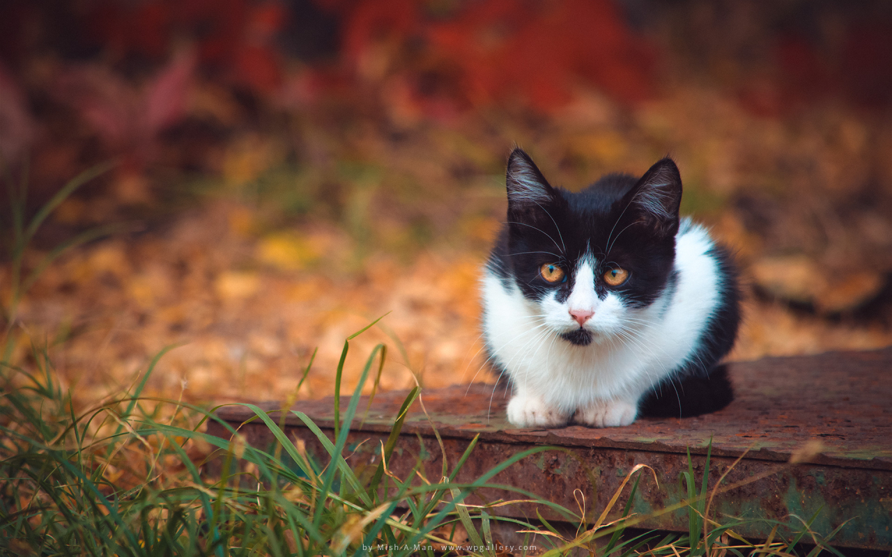 Autumn Kitten for 1280 x 800 widescreen resolution