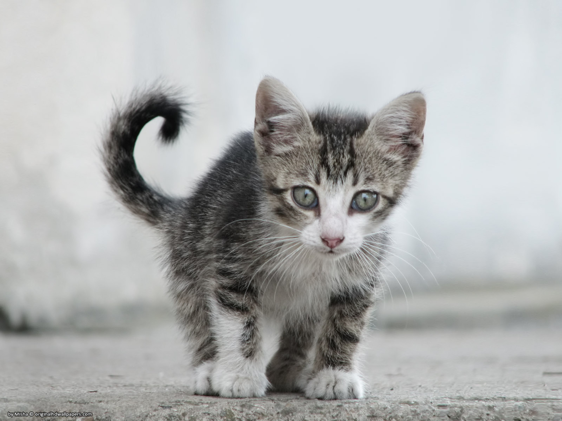 Small Sweet Cat for 1152 x 864 resolution