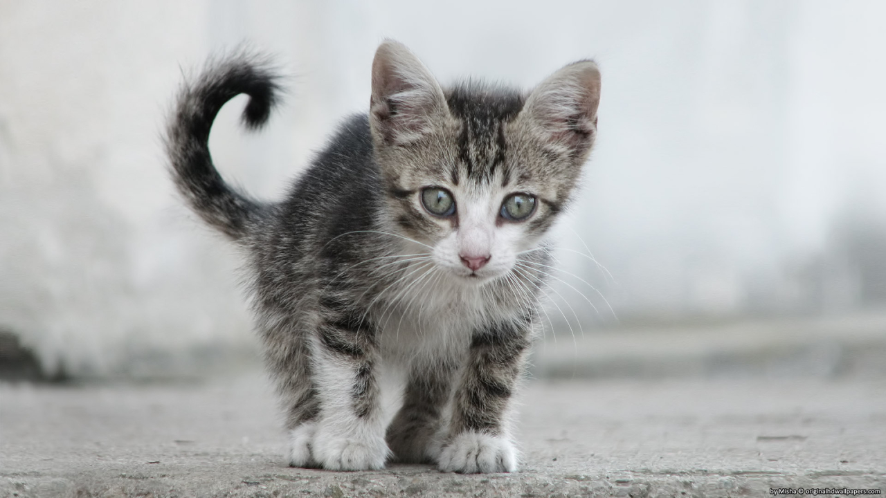 Small Sweet Cat for 1280 x 720 HDTV 720p resolution